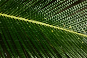 a close up of a large green leaf