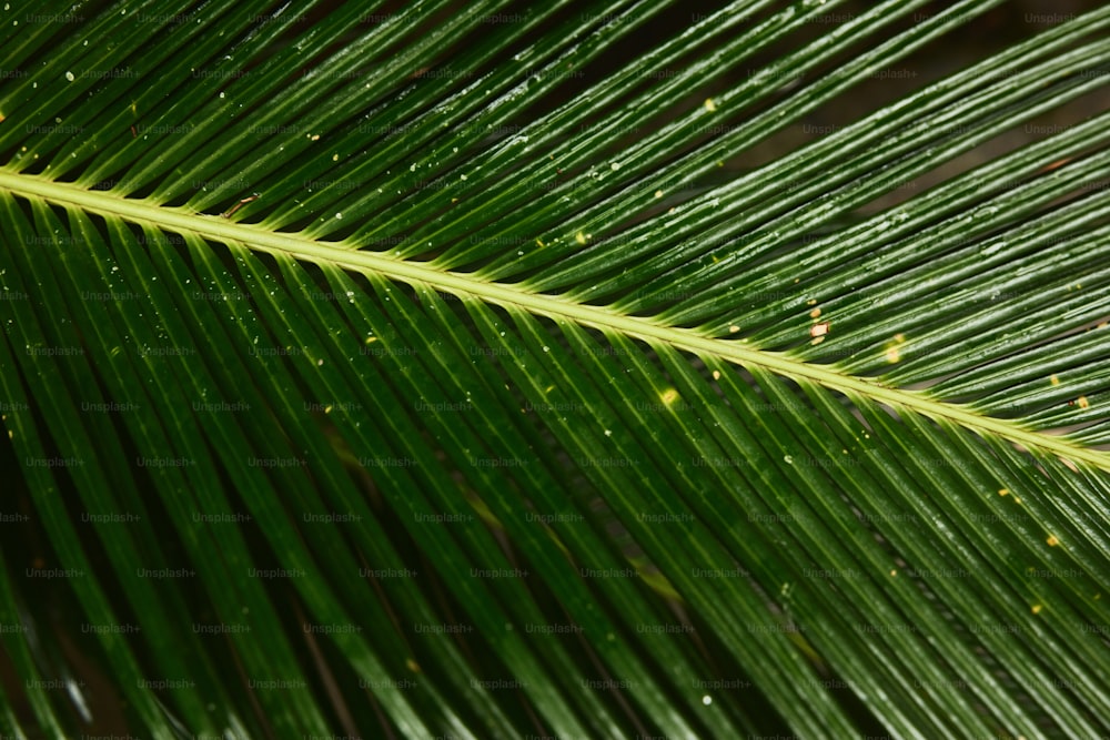 a close up of a large green leaf