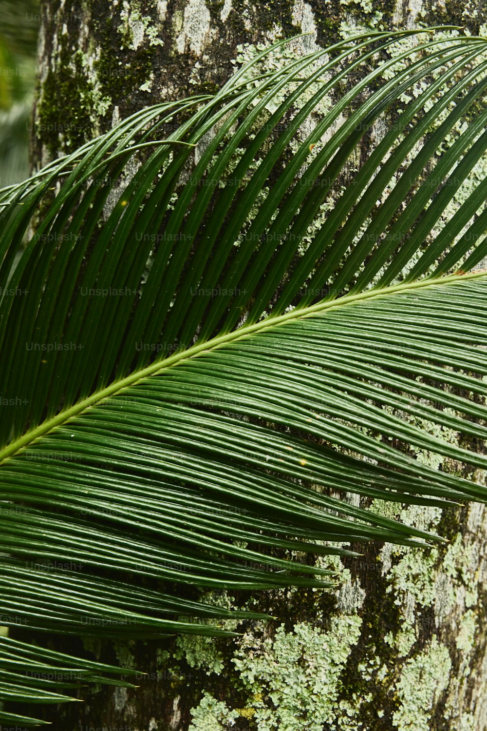 a close up of a green leaf on a tree