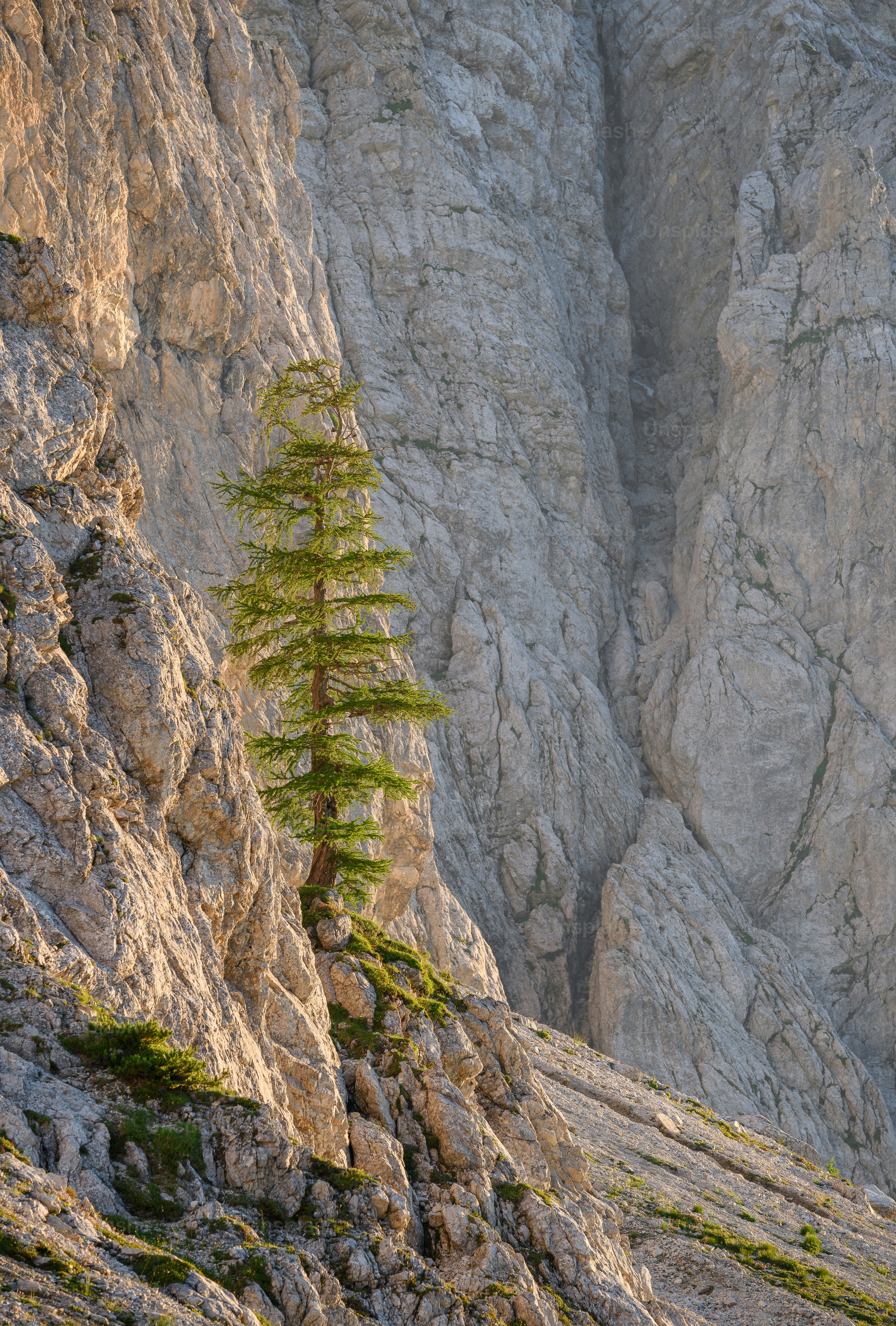 A lone pine tree on the side of a mountain photo Rock Image on Unsplash