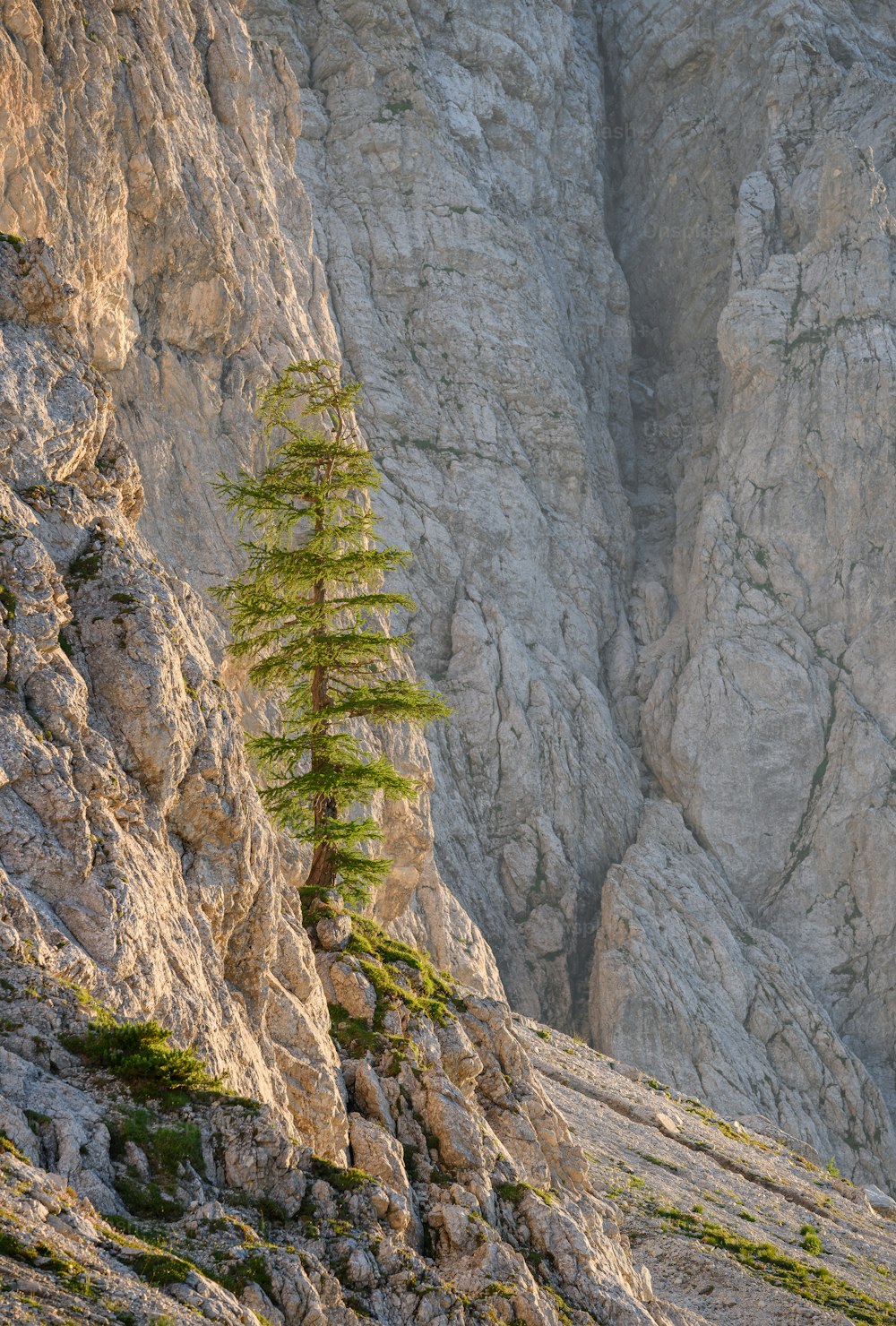 a lone pine tree on the side of a mountain