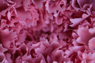 Una vista de cerca de una flor rosa