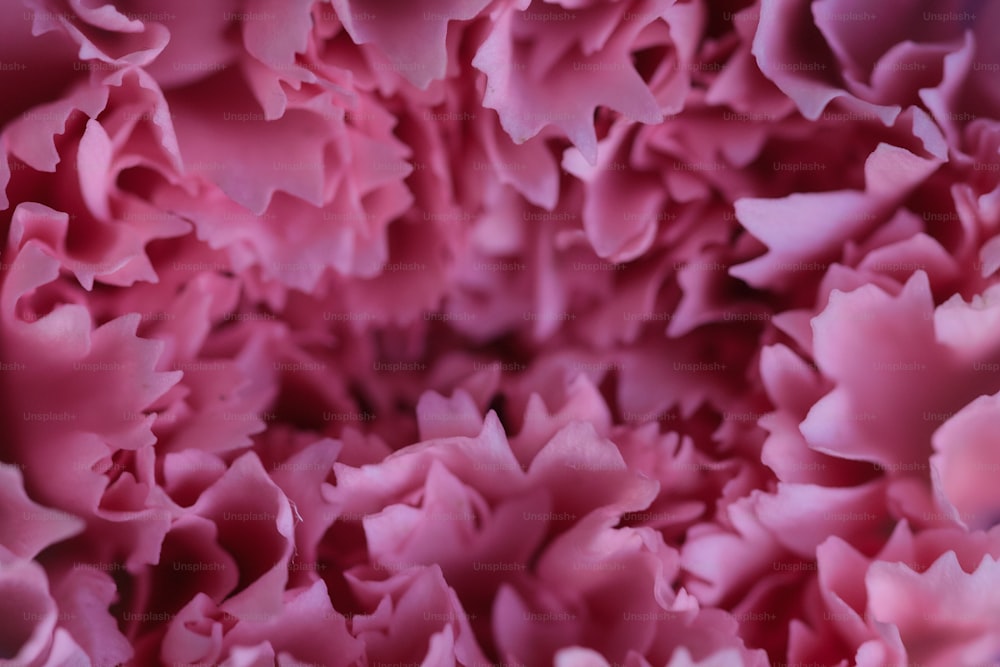 a close up view of a pink flower