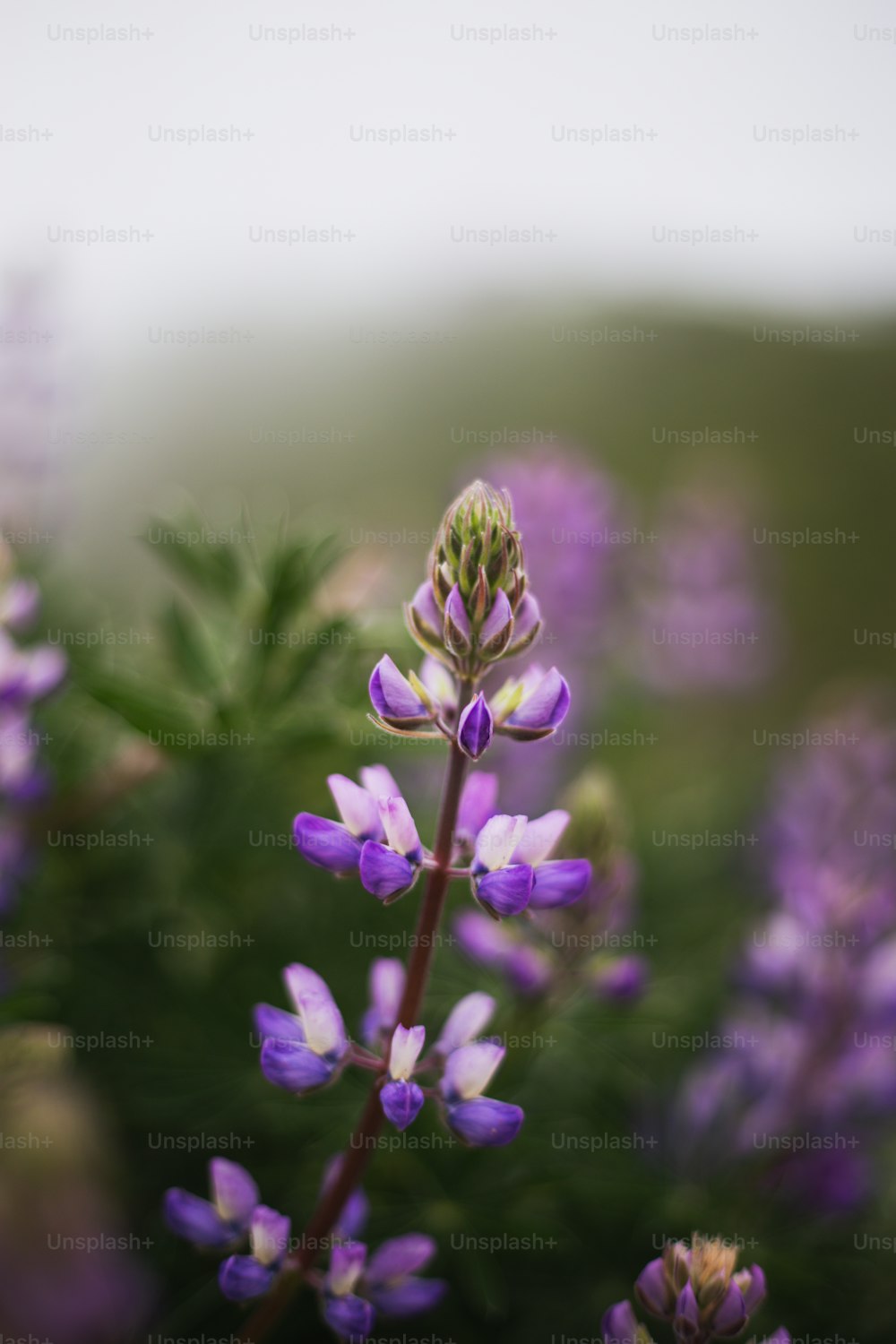 a close up of a purple flower with blurry background