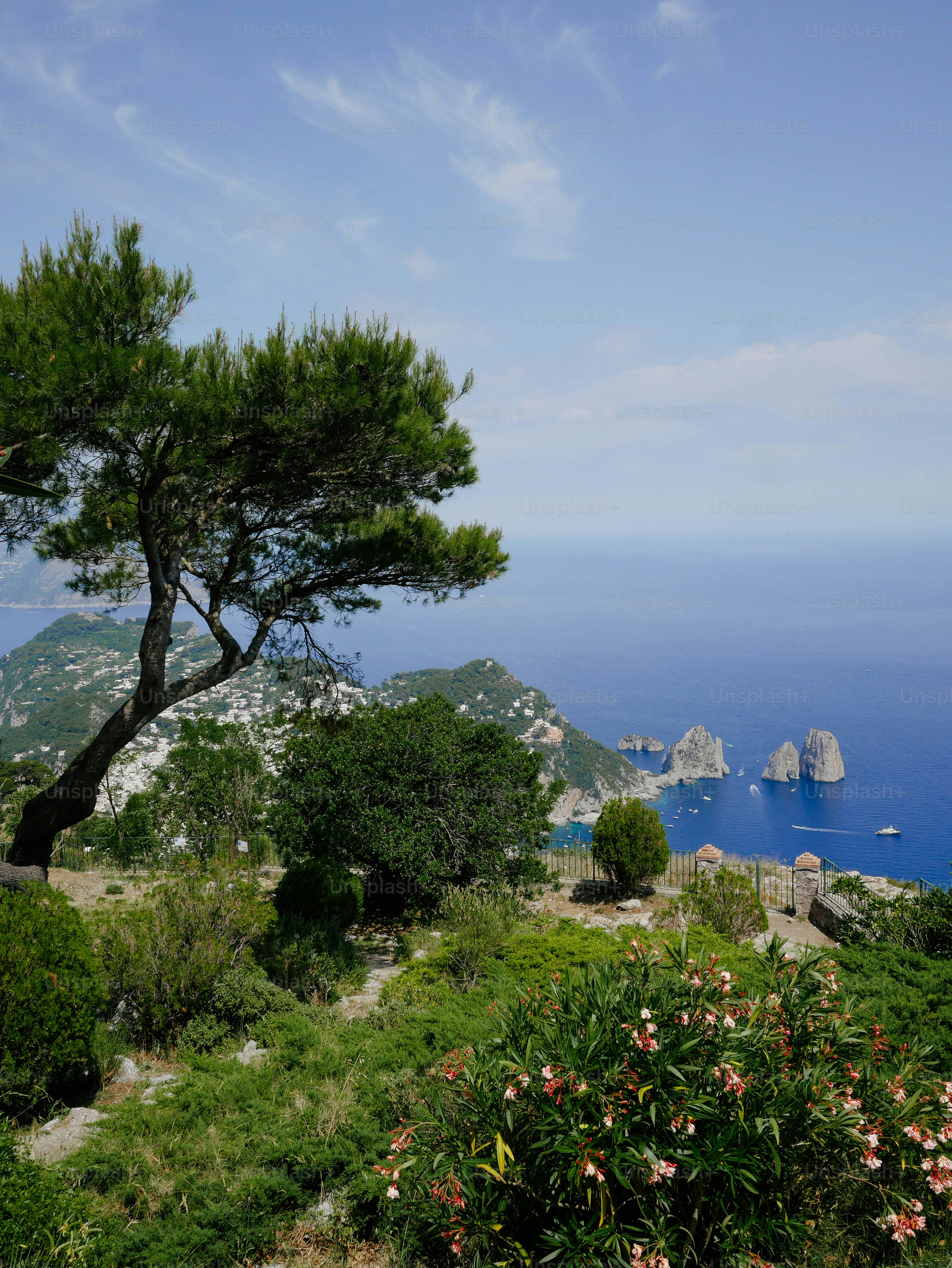 a tree on a hill overlooking the ocean