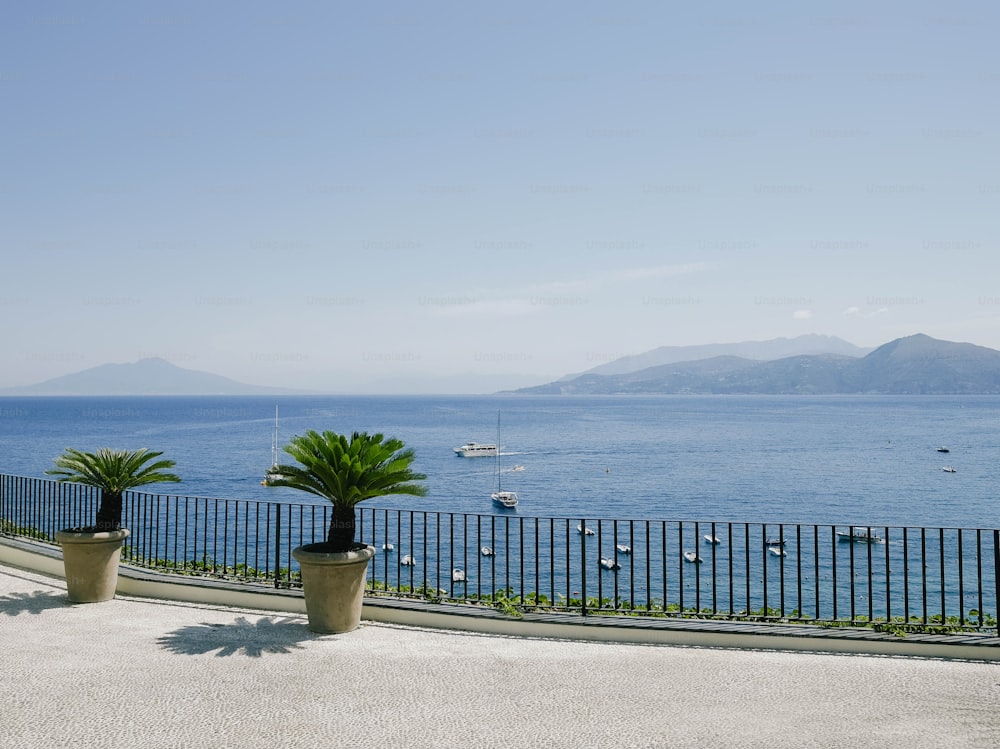 Due piante in vaso sedute sul ciglio di una strada