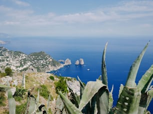 a view of the ocean from the top of a hill