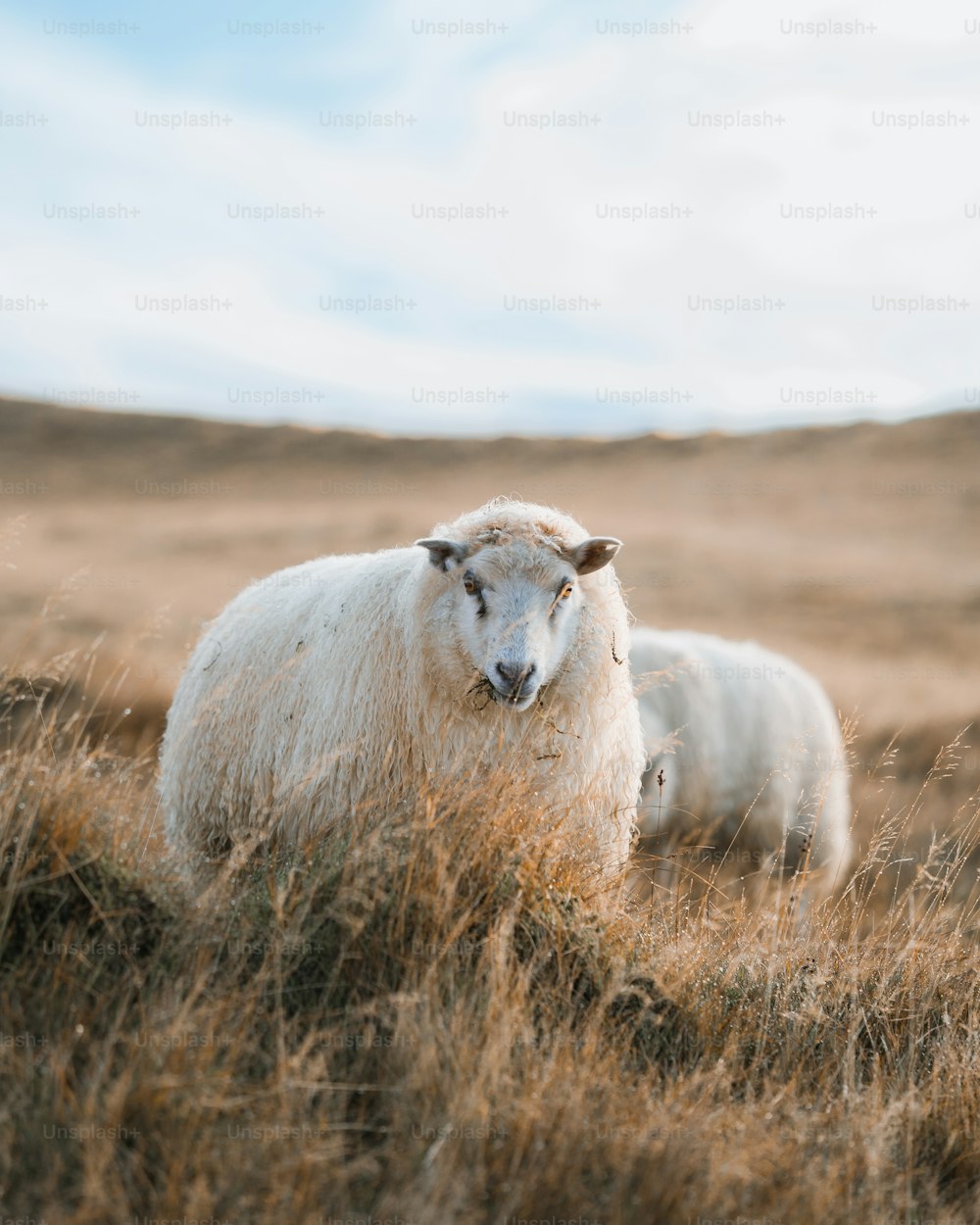 a couple of sheep standing on top of a dry grass field