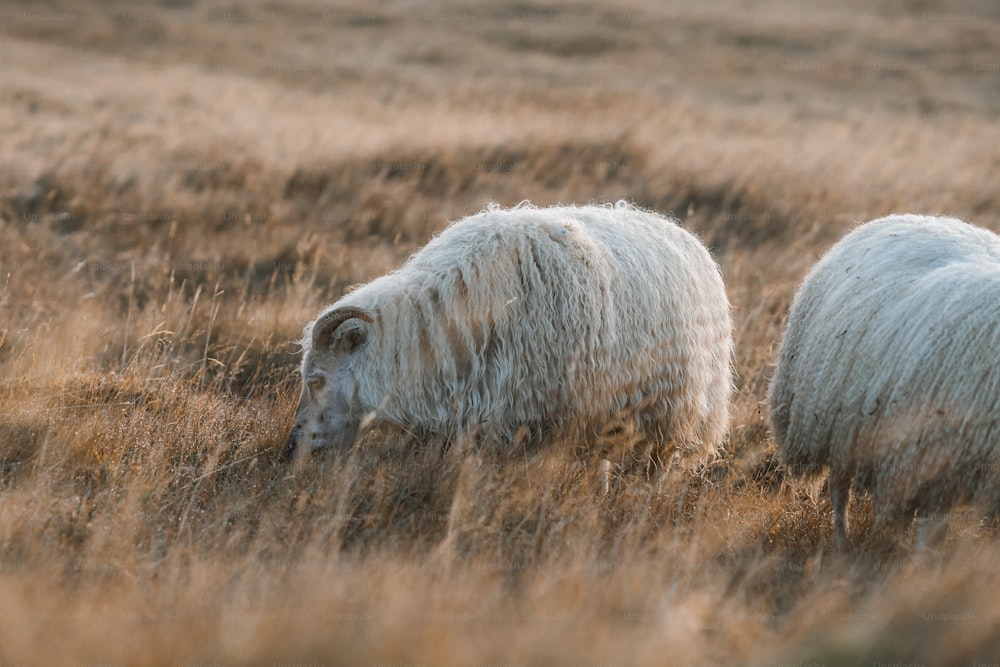 Due pecore al pascolo in un campo di erba alta