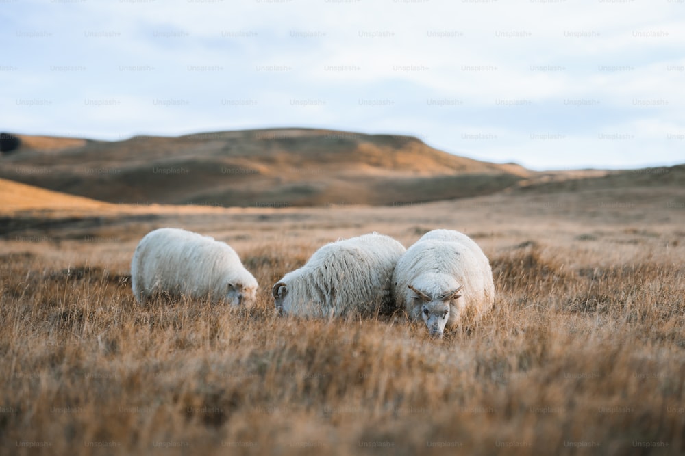 a couple of sheep are standing in a field