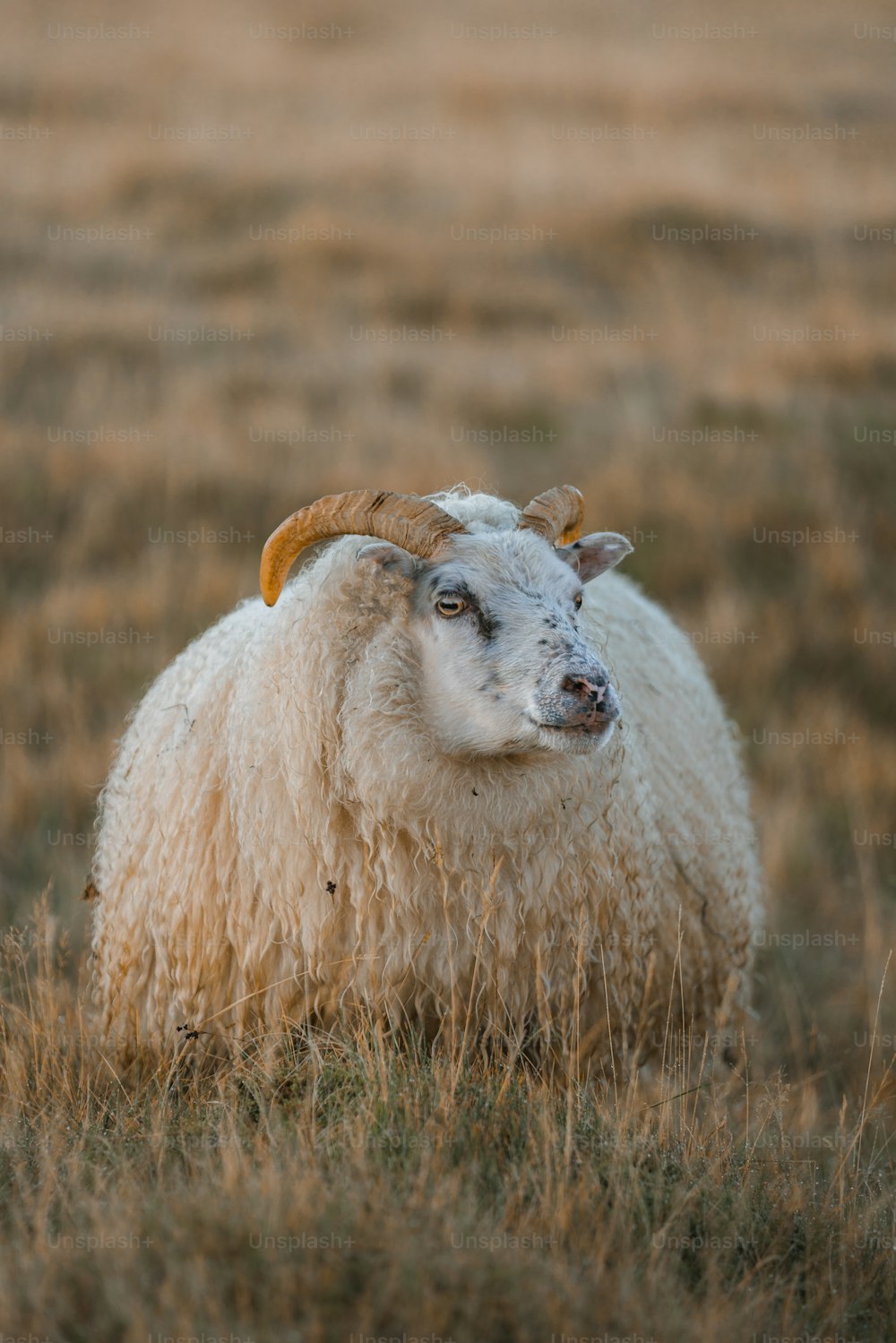 uma ovelha com chifres em pé em um campo