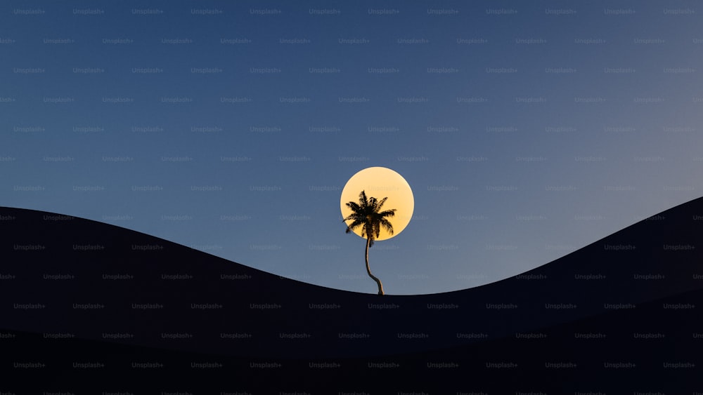 uma palmeira no meio de um deserto