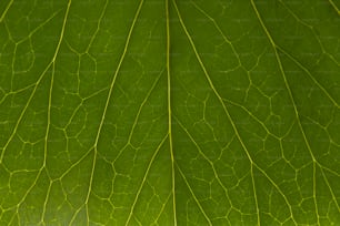 a close up view of a green leaf