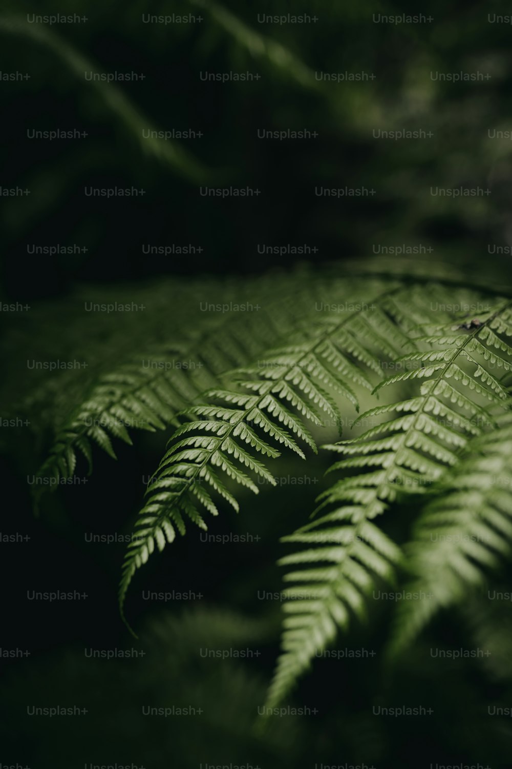 a close up of a fern leaf in a forest