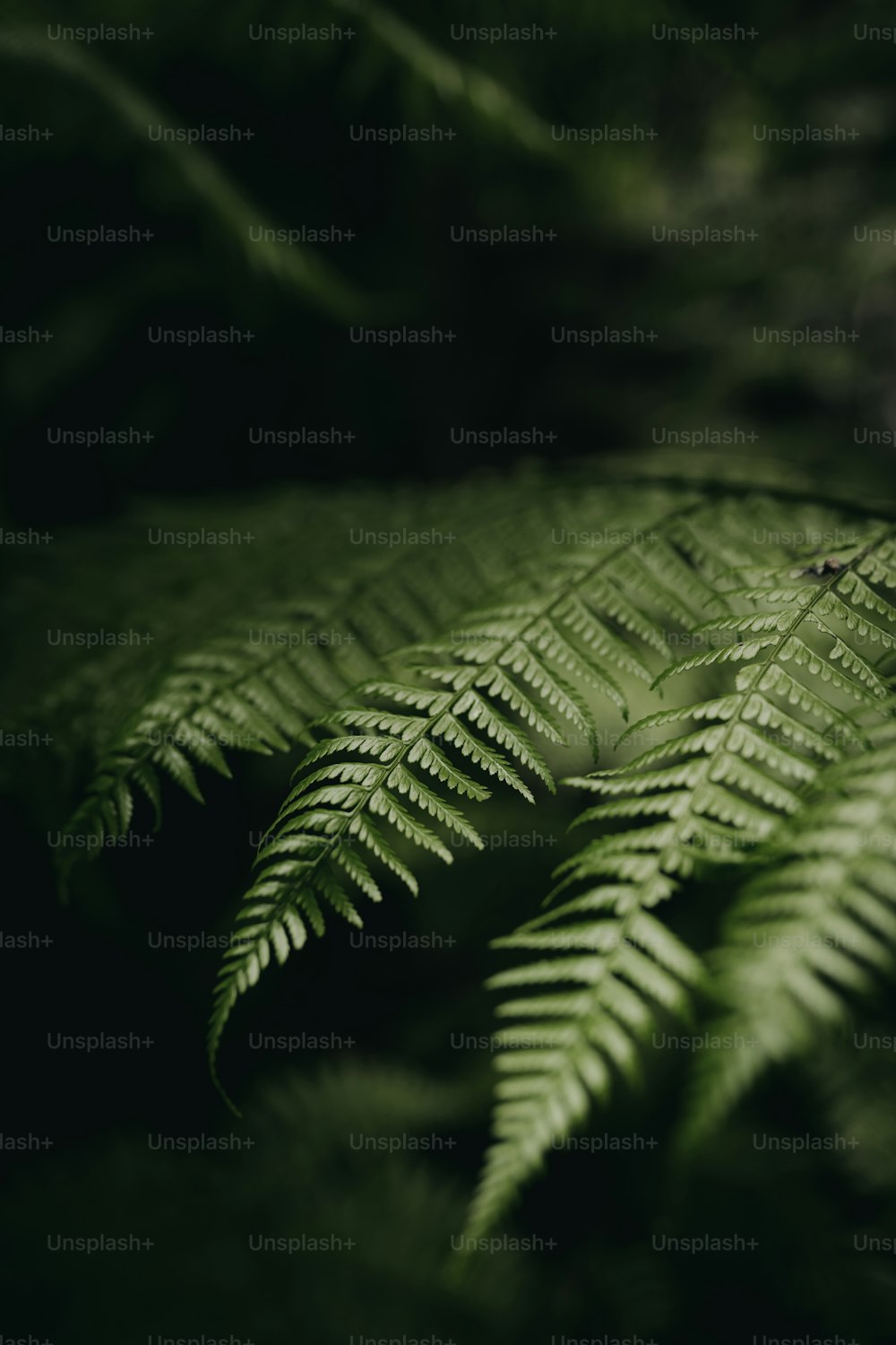 um close up de uma folha de samambaia em uma floresta