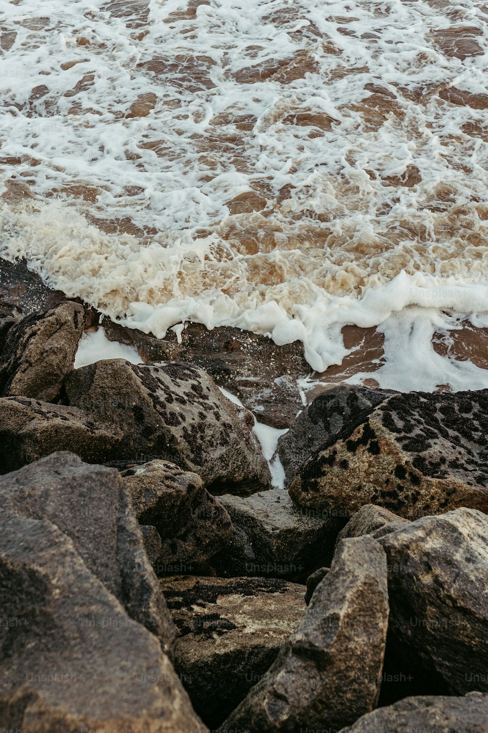 Un uccello seduto su una roccia vicino all'oceano