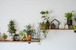 uma prateleira cheia de vasos de plantas em cima de uma parede branca