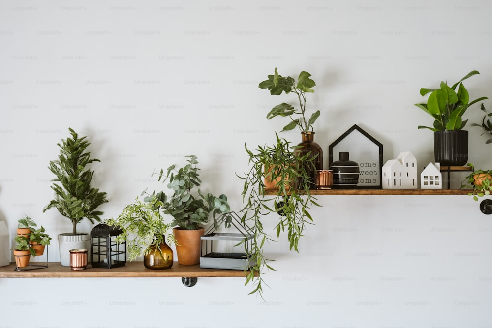 uma prateleira cheia de vasos de plantas em cima de uma parede branca