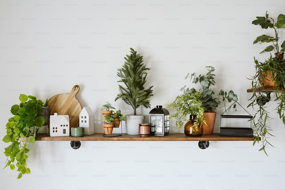 ein Regal gefüllt mit Topfpflanzen auf einer Wand