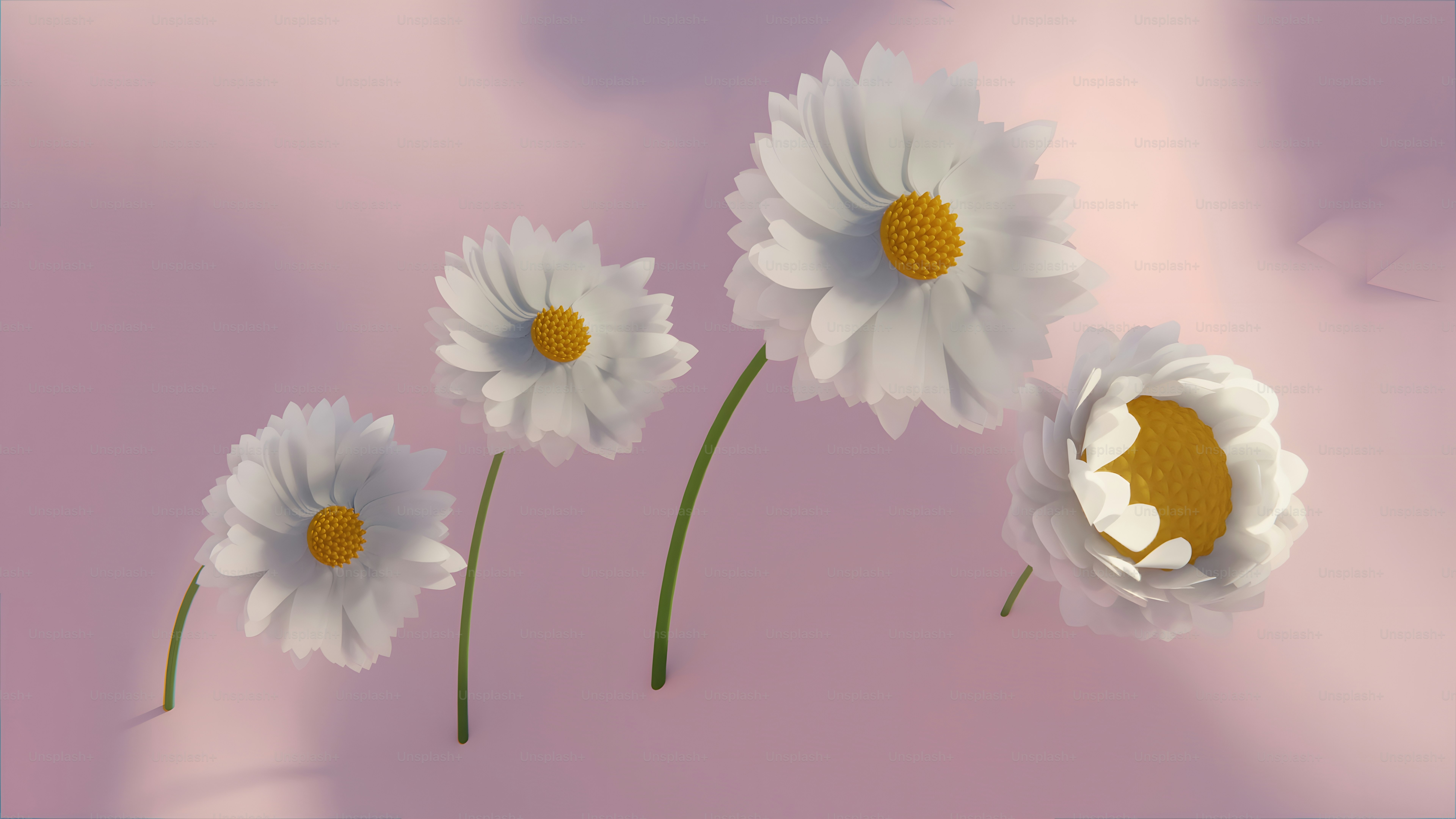 trois fleurs blanches avec des centres jaunes sur fond rose