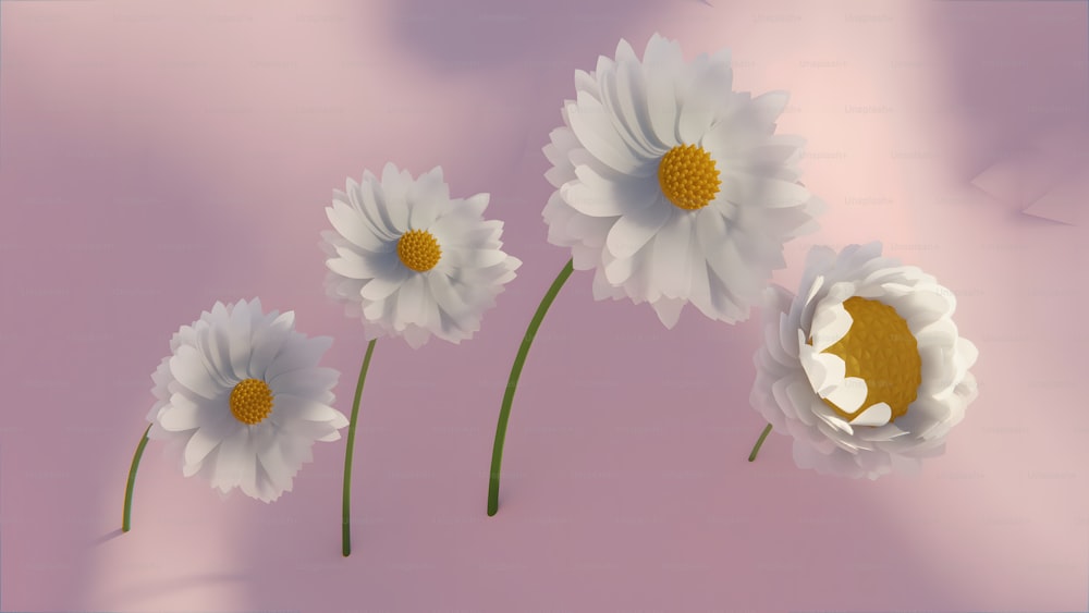 Tres flores blancas con centros amarillos sobre un fondo rosa