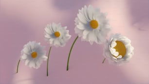 three white flowers with yellow centers on a pink background