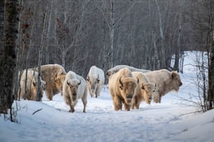 a herd of bison walking through a snow covered forest