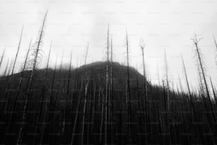 Une photo en noir et blanc d’une forêt