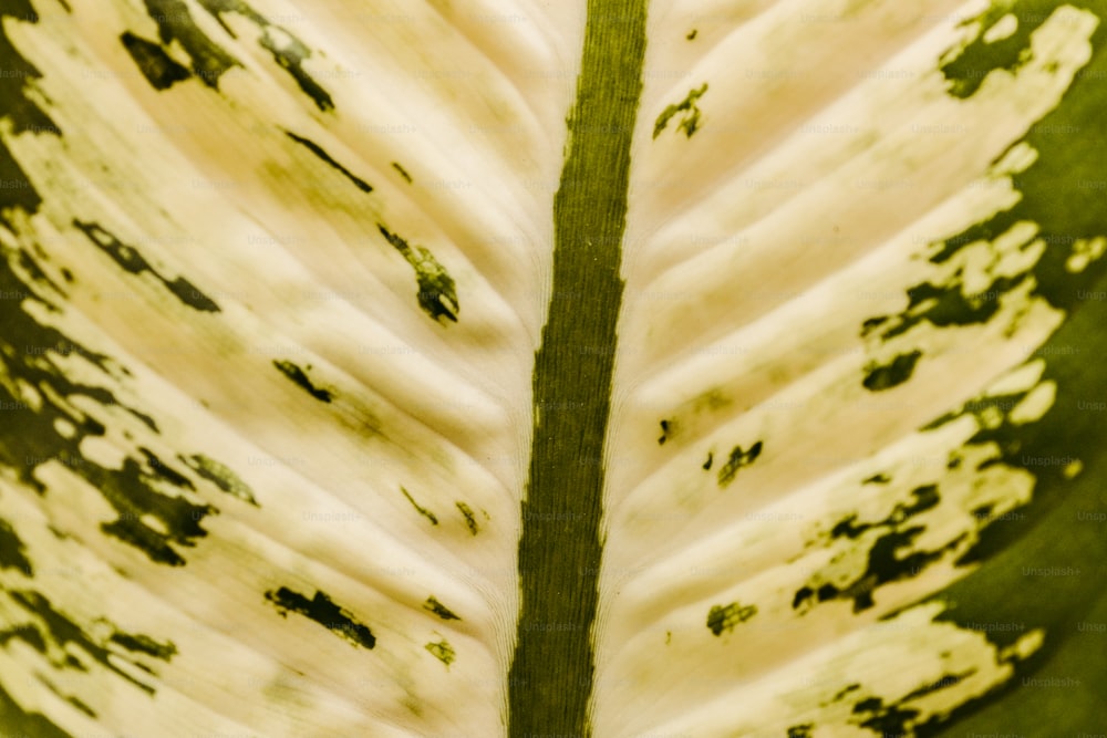 a close up of a green and white leaf