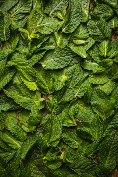 Menta