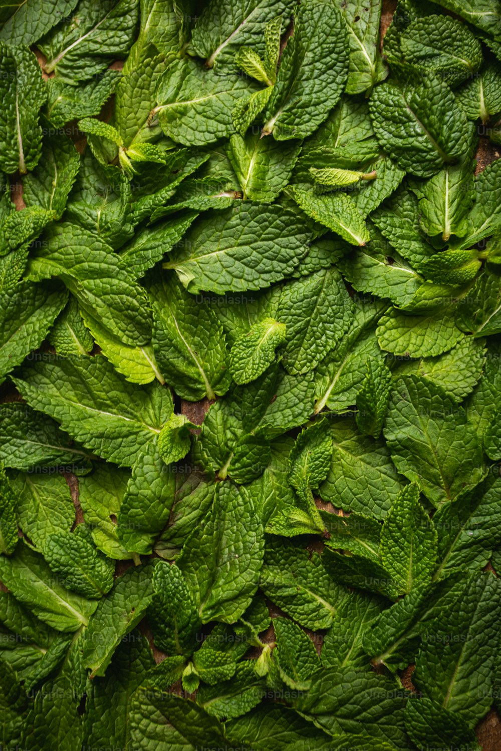 tea leaves wallpaper