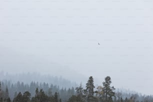 a bird flying over a forest on a foggy day