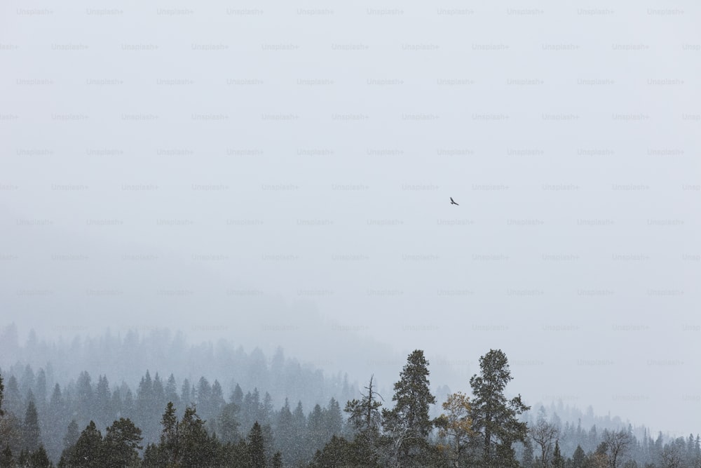 a bird flying over a forest on a foggy day
