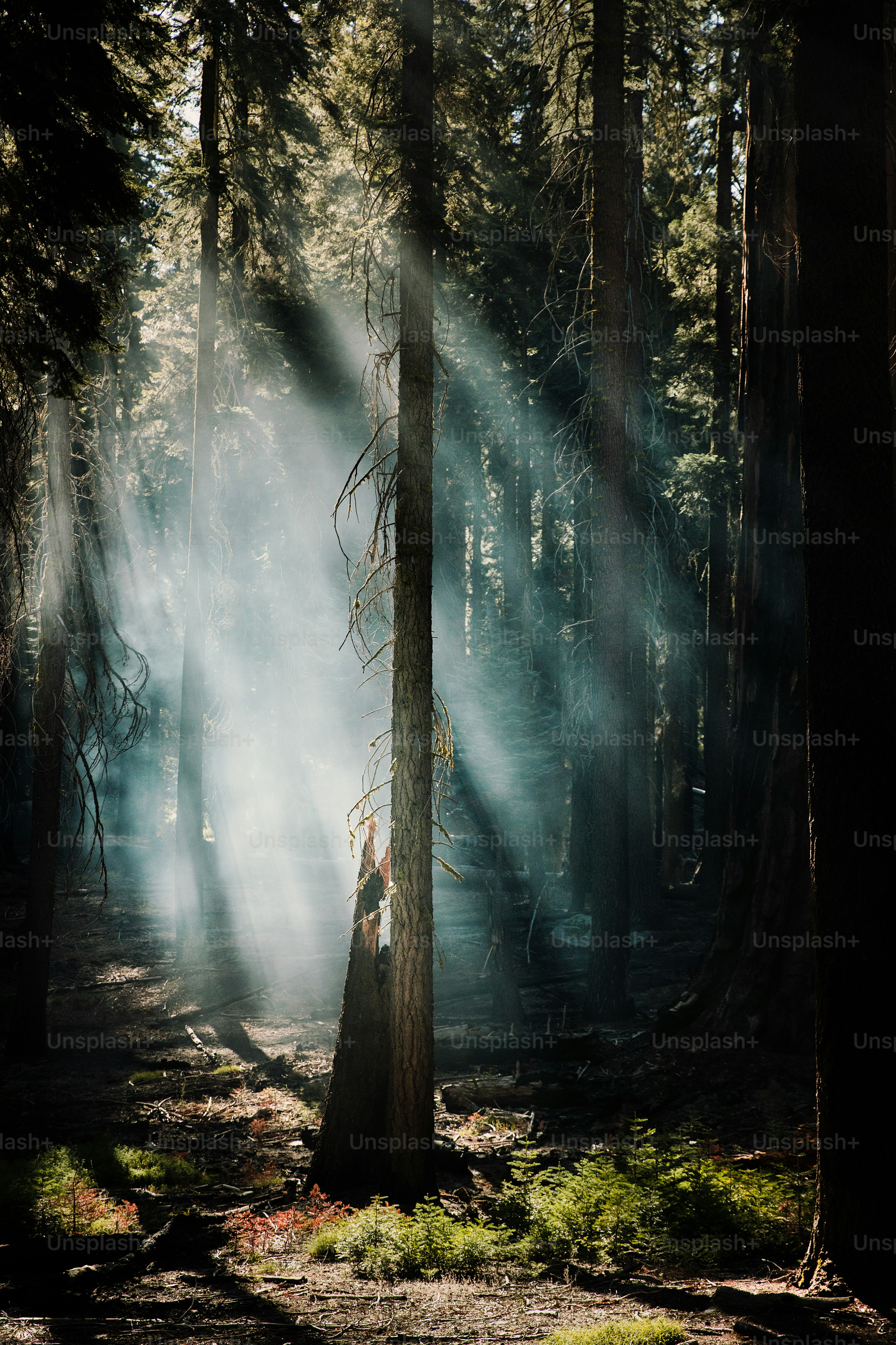 a forest filled with lots of tall trees