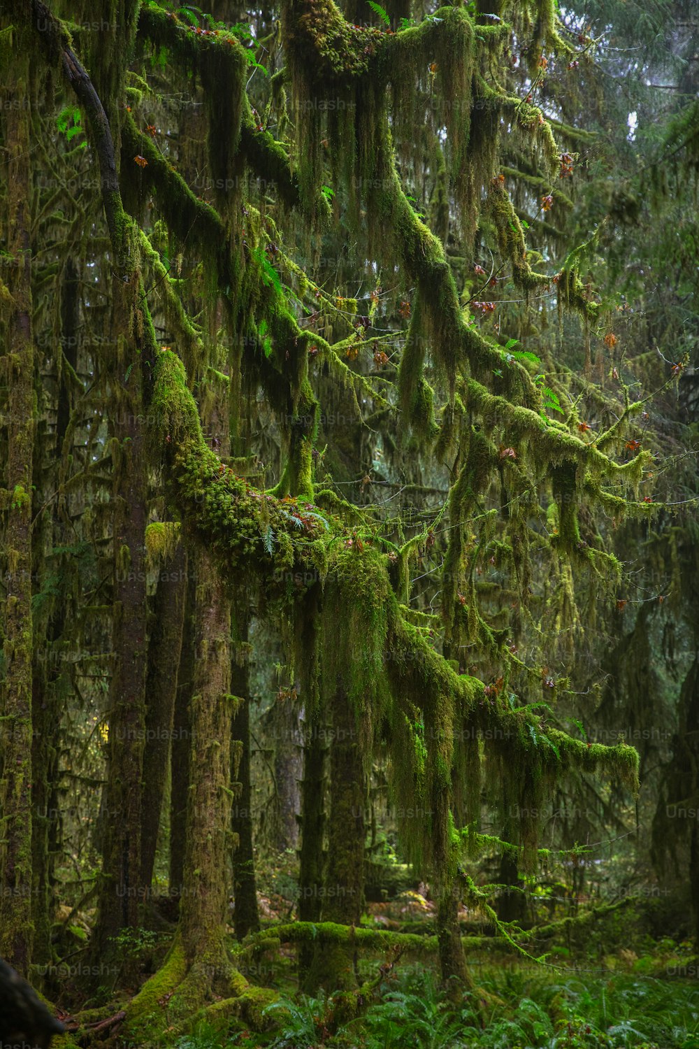 Una foresta muschiosa con molti alberi e piante