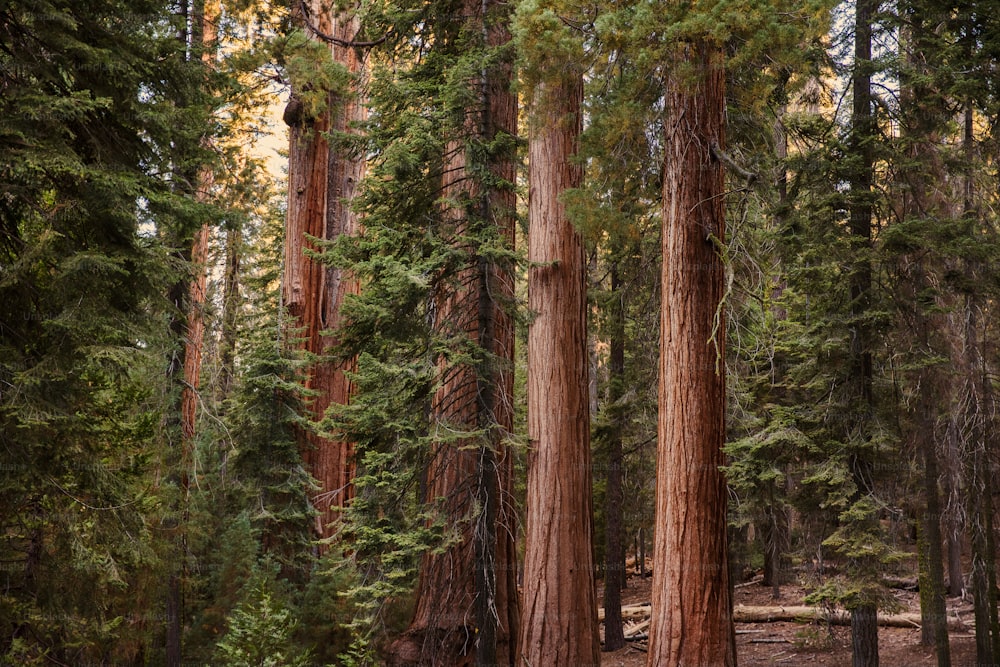 Ein Wald mit vielen hohen Bäumen