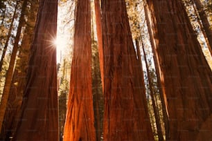 숲의 키 큰 나무 사이로 햇살이 빛난다
