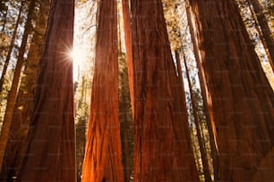 the sun shines through the tall trees in the forest