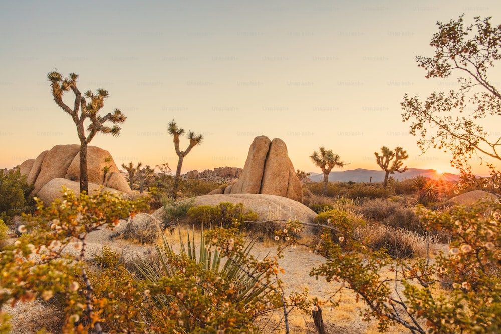 the sun is setting over the desert with joshua trees