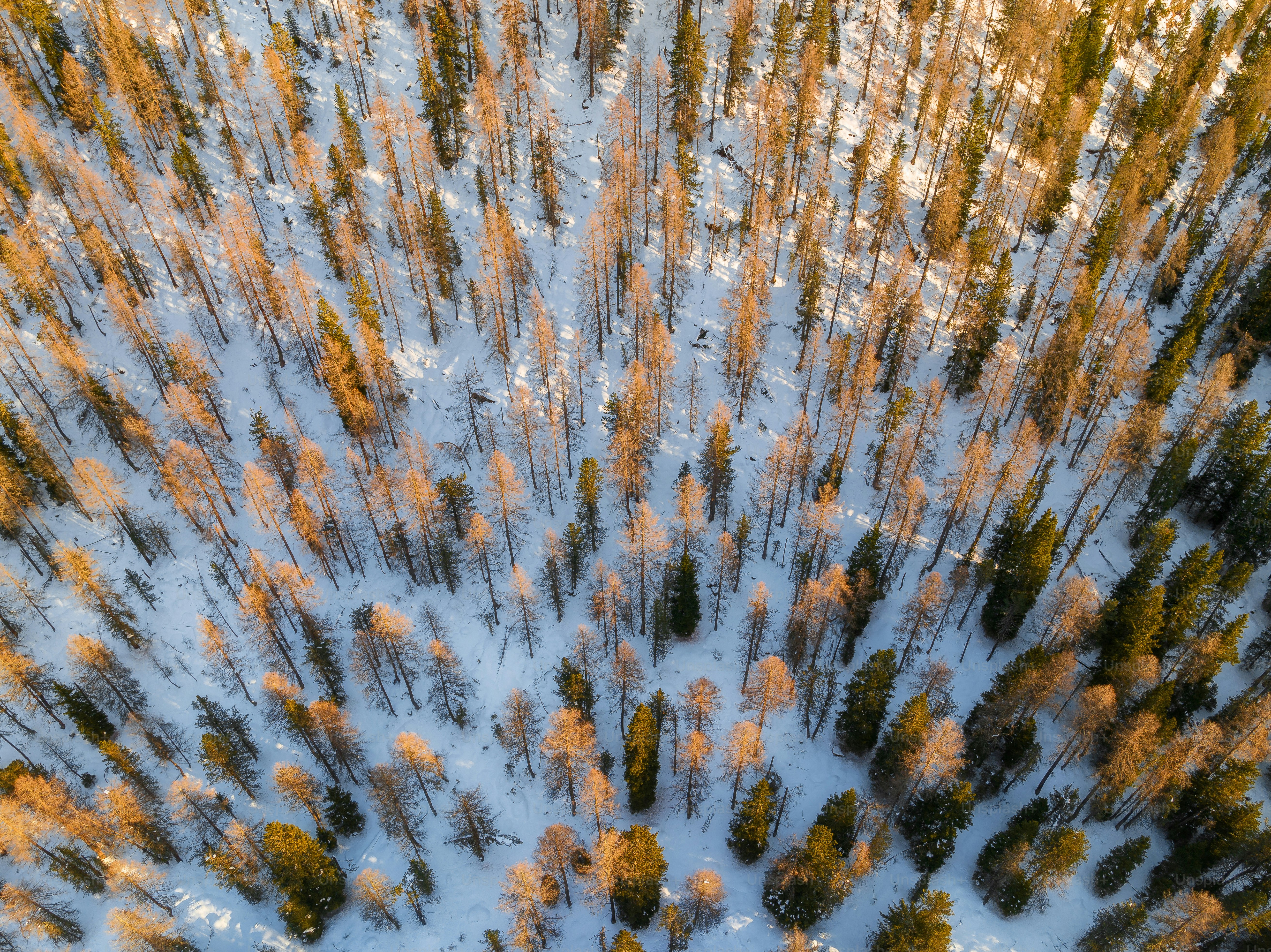 An aerial view of a snow covered forest photo – Wallpaper Image on Unsplash