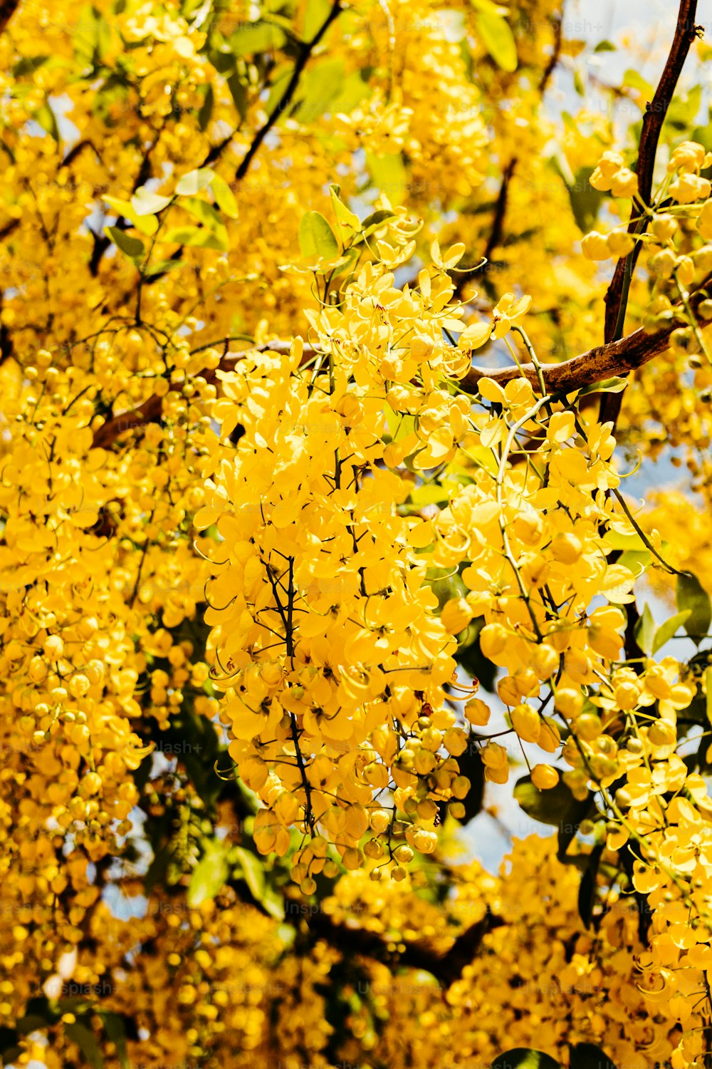 un árbol con flores amarillas y hojas verdes