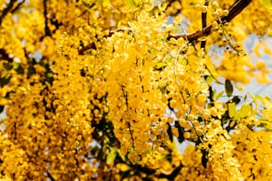 a tree filled with lots of yellow flowers