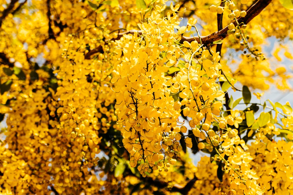 Un arbre rempli de beaucoup de fleurs jaunes