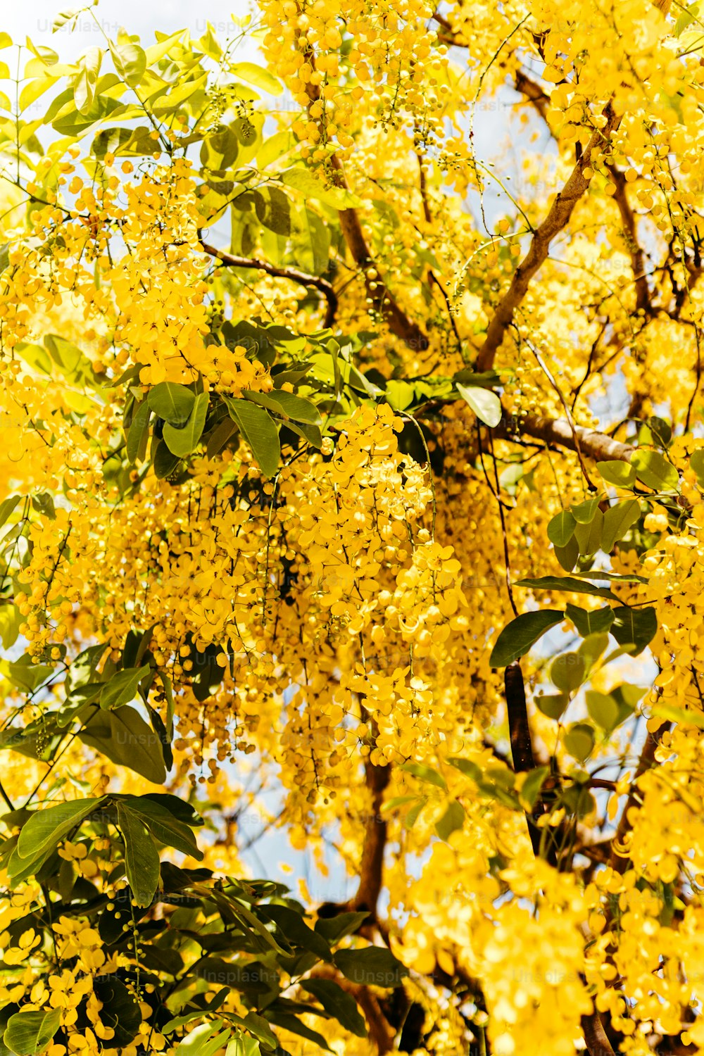 a tree filled with lots of yellow flowers