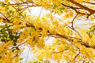un albero con un sacco di fiori gialli su di esso