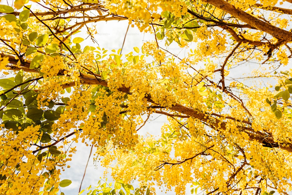 un arbre avec beaucoup de fleurs jaunes dessus
