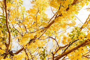 uma árvore amarela com muitas folhas sobre ela