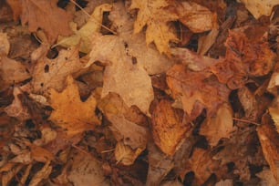 a bunch of leaves that are laying on the ground