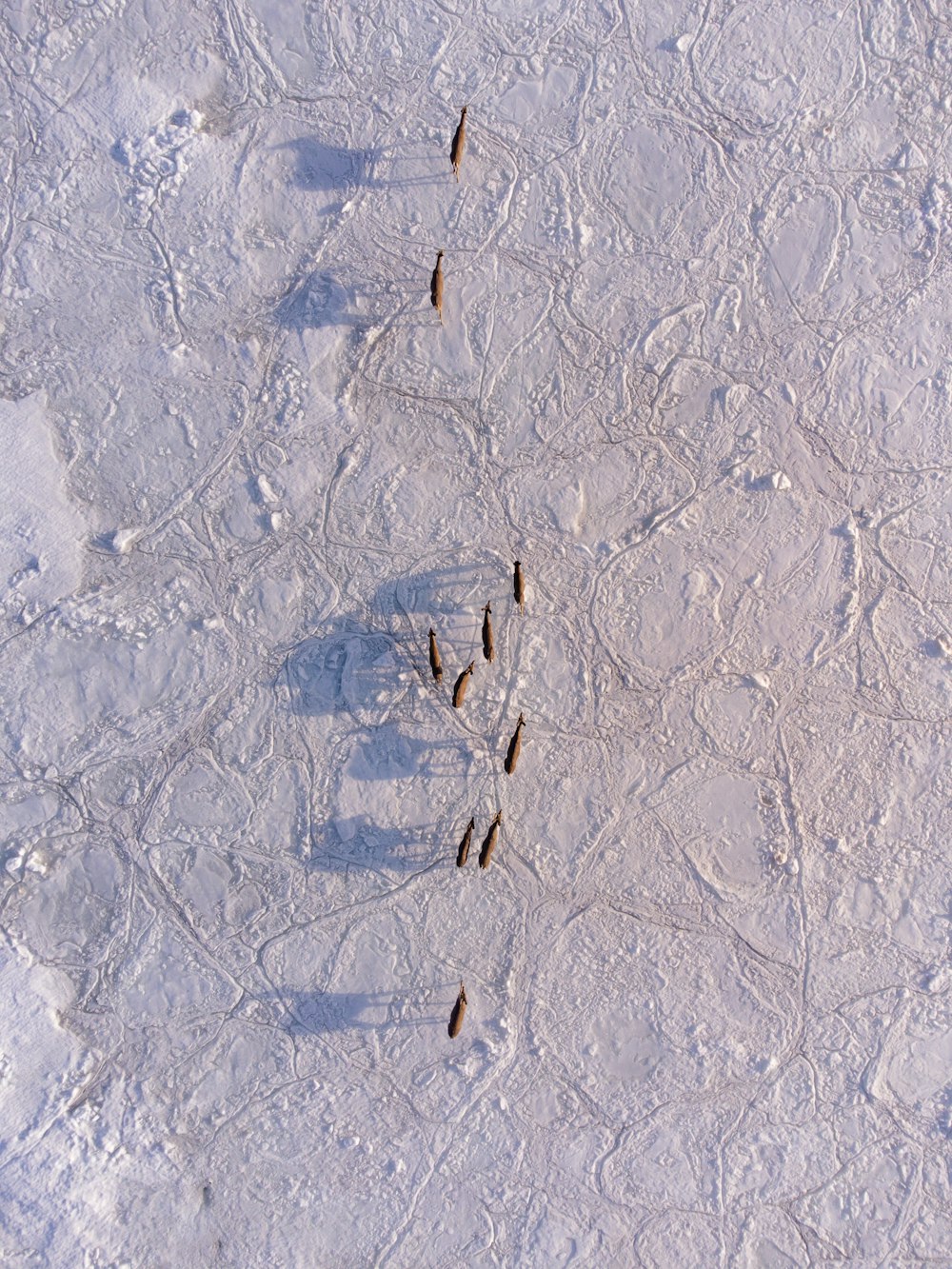 um grupo de pássaros caminhando através de um campo coberto de neve