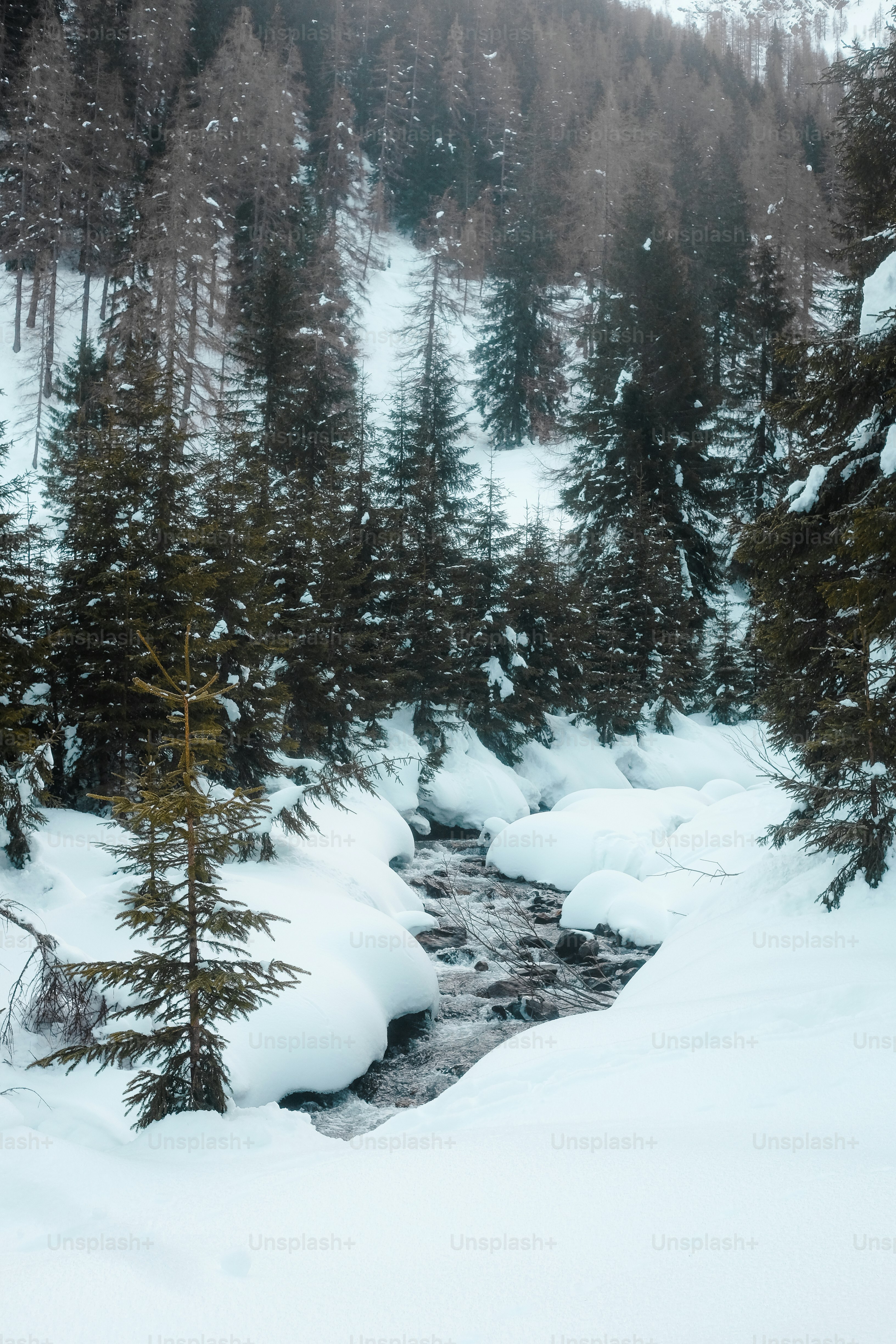 un ruisseau qui coule à travers une forêt enneigée